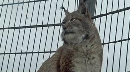 An impressive Carpathian Lynx at Newquay Zoo